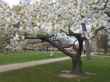 COPENAGHEN PARCO A PRIMAVERA